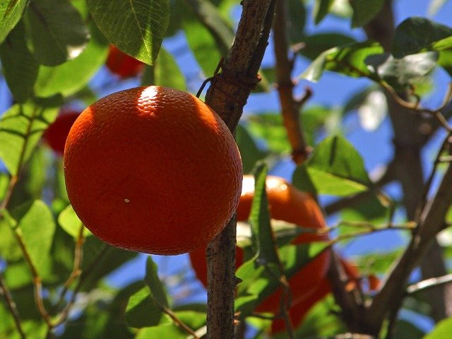 青みかんのハーブ効果で花粉症を改善「Ao micandy/青ミキャンディ」